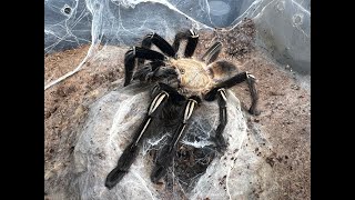 Ephebopus murinus, Skeleton Leg Tarantula sling update and rehouse