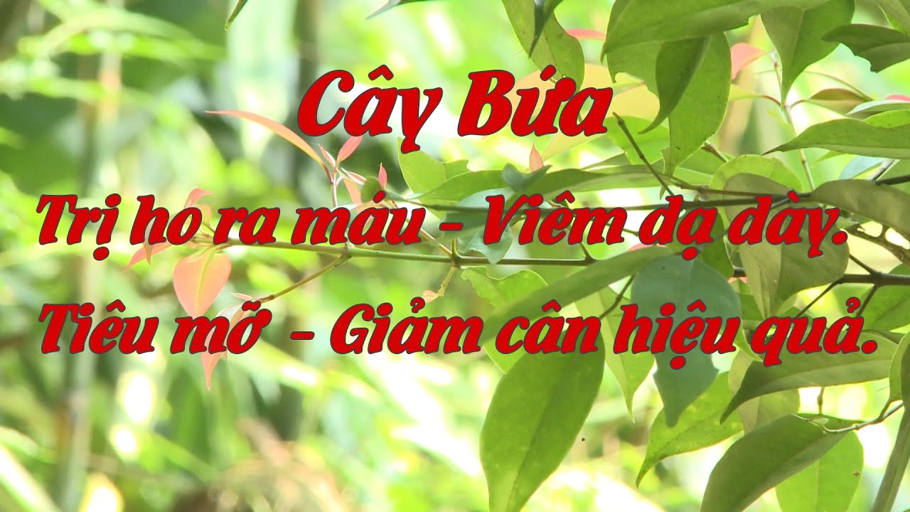 Dược liệu nhiệt đới | Tập 014 | Cây Bứa - youtube