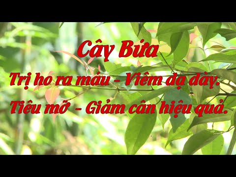 Video Dược liệu nhiệt đới | Tập 014 | Cây Bứa - youtube