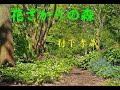 花ざかりの森   村下孝蔵