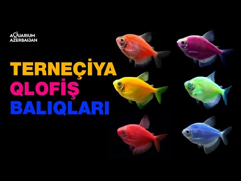 Video: Akvarium üçün mastik seçimi