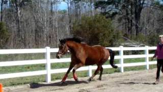 Roman, Percheronthoroughbredx Free Jump
