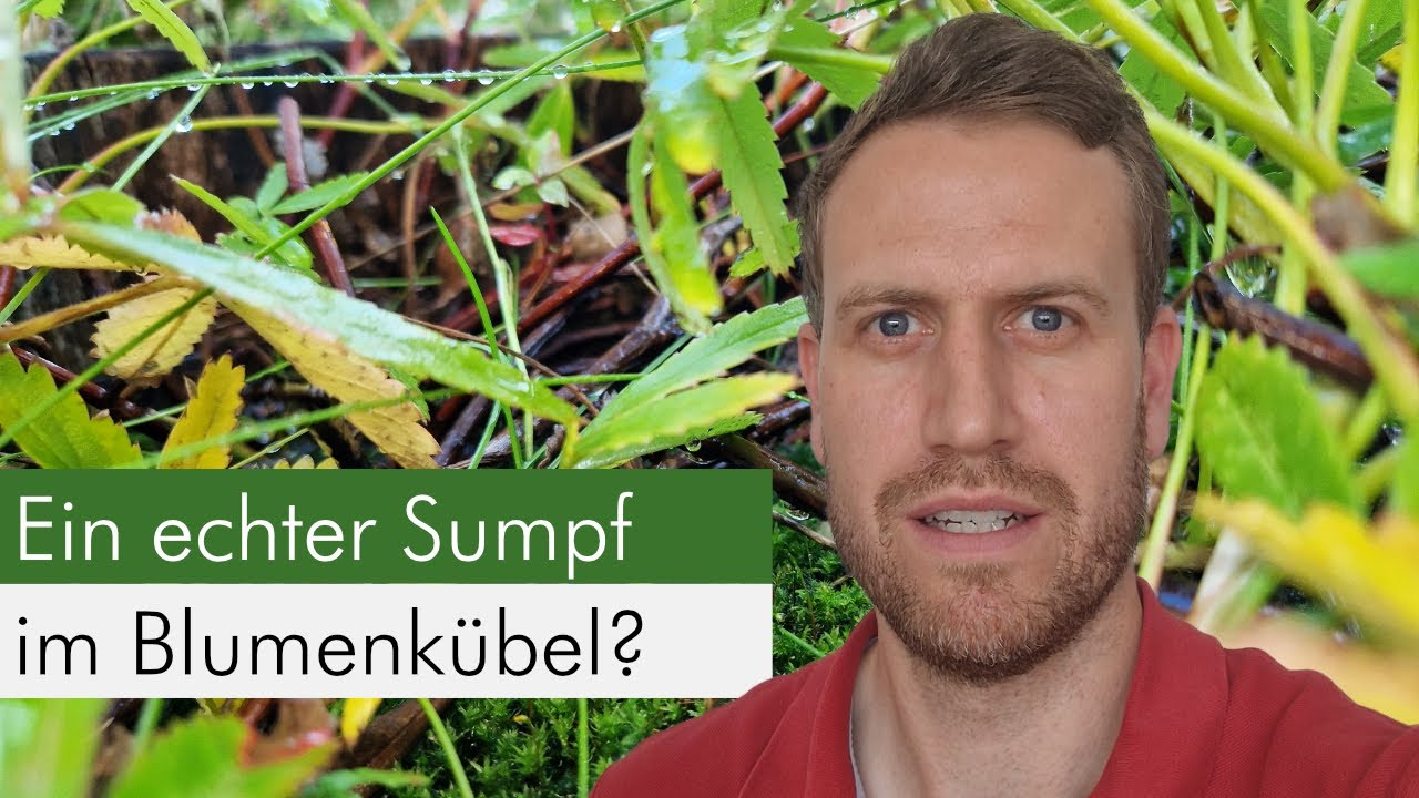 Insektenfreundliche Blumenkübel Folge 8 - So legt Ihr einen Sumpfkübel an!