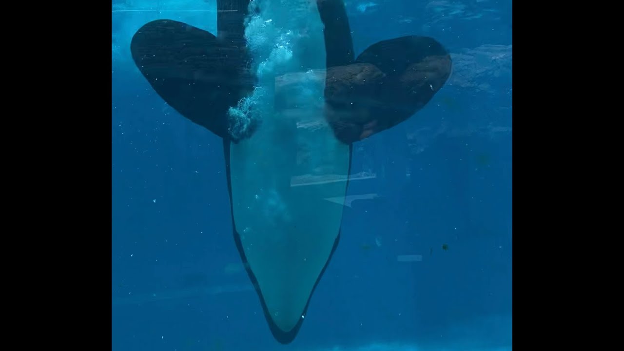 Makani underwater viewing at SeaWorld San Diego