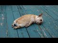 ФАКТ О СОБАКАХ,КОТОРЫЙ ВЫ НЕ ЗНАЛИ.(ДО СЛЁЗ).DO DOGS GET DEPRESSED.