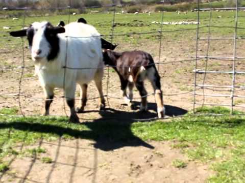 simmons farm petting zoo april 3 2012 youtube