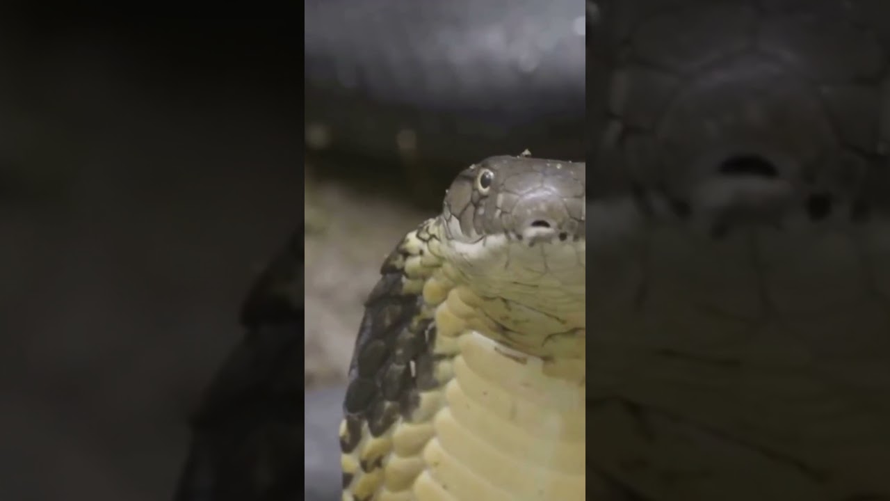 Unpredictable Wild Moments Exploring Nature's Untamed Wonders: Snake attack.