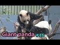 Giant panda⑯ シャンシャン🐼 猫パンチが可愛い❤ 雨の中☔シンシンとじゃれ合う ジャイアントパンダ【上野動物園】