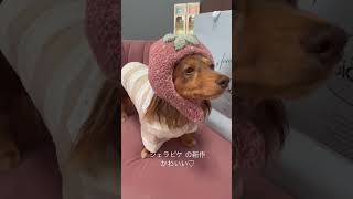 ジェラピケ 新作のペットラインが可愛すぎる♡