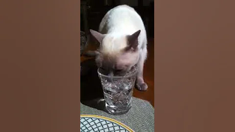 Czara drinking from MY glass