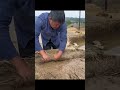 لماذا يخلط الصينيون القش بالتربة؟