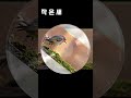 김정호 - 작은새(1983's Remake) | AI Cover #추억의노래 #뮤직커버 #ai커버