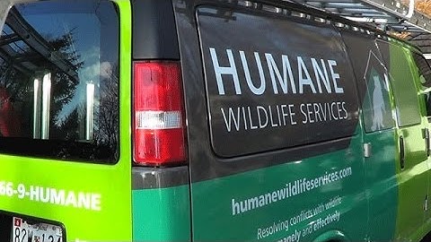 When Squirrels Fly: A Humane Method for Evicting Flying Squirrels