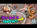 Baby Snow & Axanthic Hognoses Hatching!!