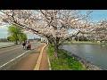 Gyoda noon walk - sakura, castle and festival, Japan 2025 • 4K
