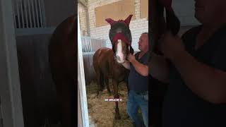 #horse #equestrian #equestrian #pferde