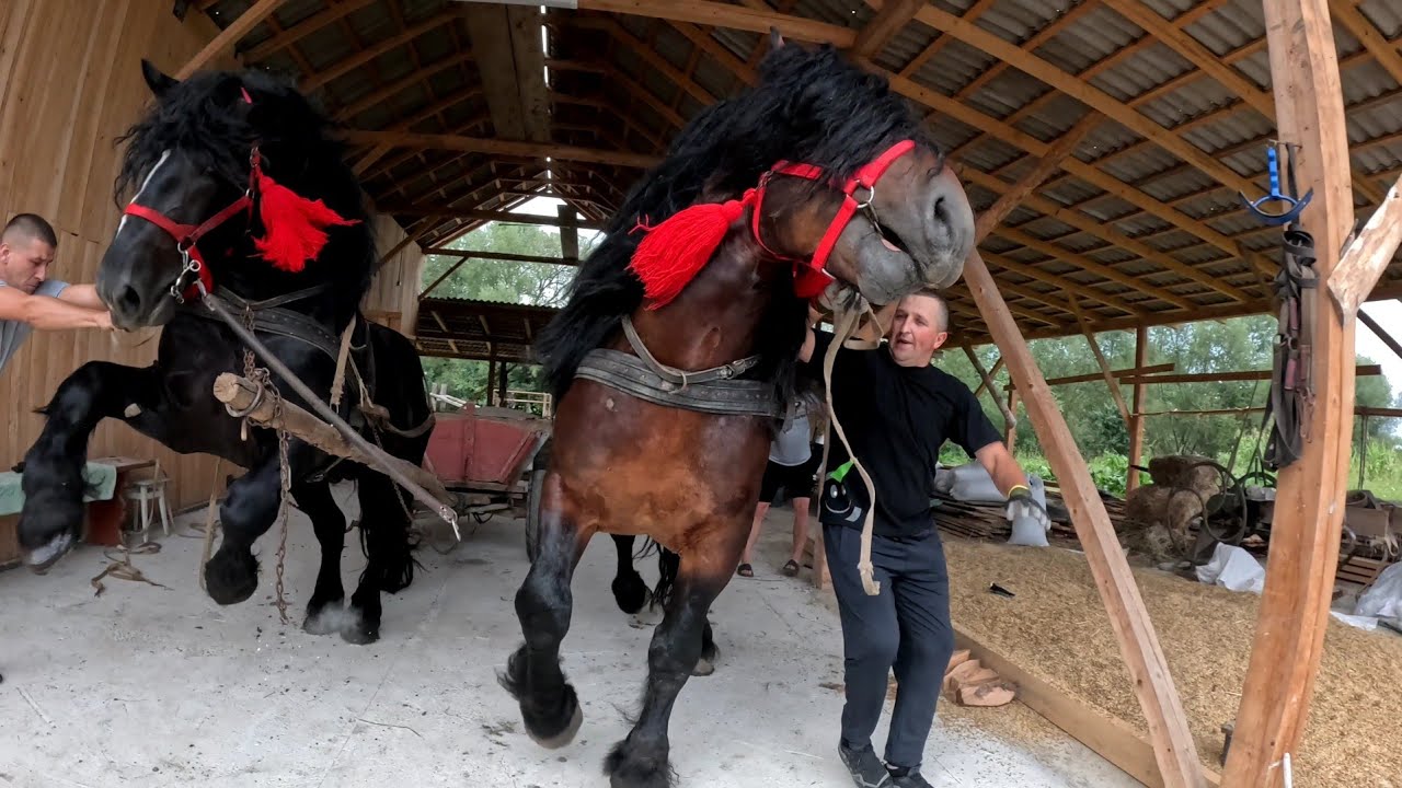 🤯Спроба # 2 без прогріву, упрягти Фараона і Добриню💪🔥💣✅️