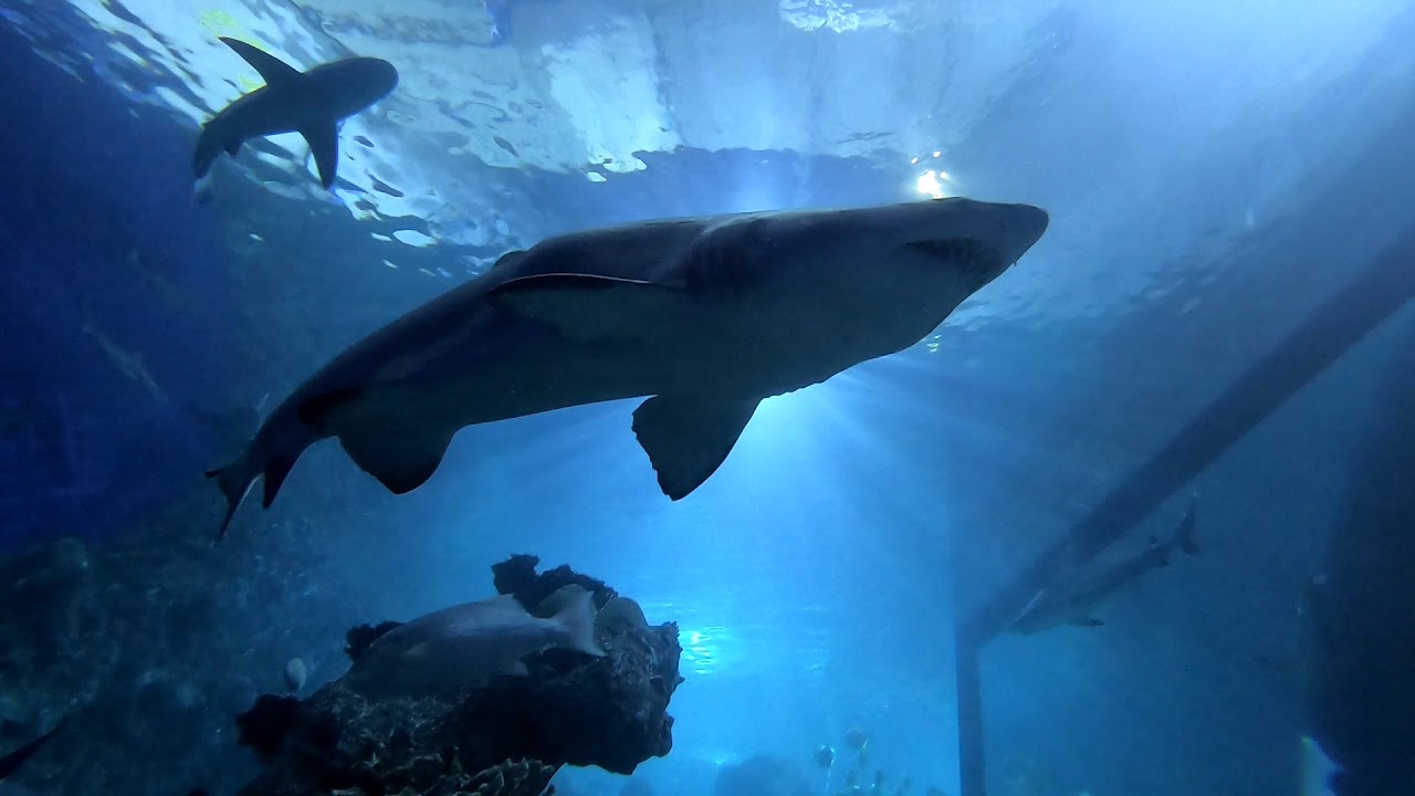 Shark Dive Denver Aquarium BONUS Sea Turtles YouTube