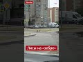 🦊  😳 В #Могилёв на видео попали лисы, которые спокойно гуляют по микрорайону