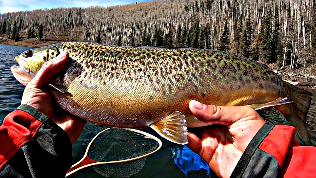 MASSIVE Tiger Trout  Mountain Trout Fishing 