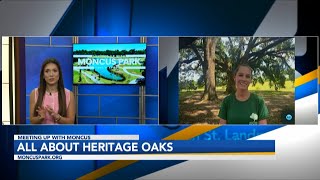 Meeting Up With Moncus Park The Importance Of The Heritage Oaks