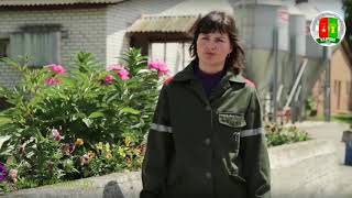 картинка: Свиноводство ПК им В И