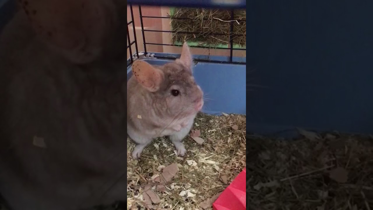 Alarm Barking Chinchillà