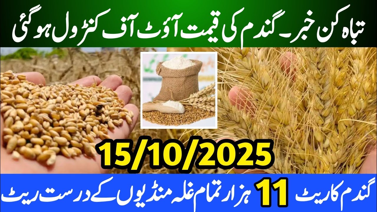 Wheat Price in Pakistan October 2025 | Punjab New Wheat Rate update ...