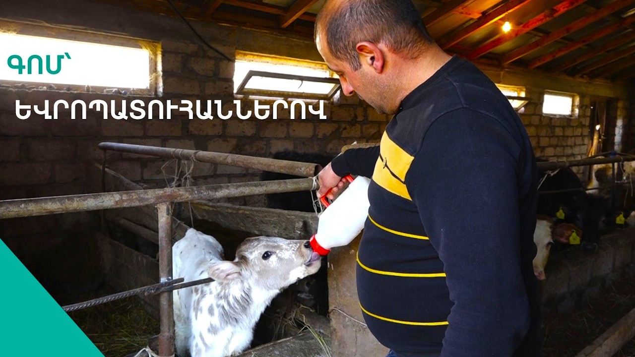 Գոմս՝ եվրոստիլ, պատուհանները՝եվրո, կովերս էլ զարգացած. երիտասարդ ֆերմերի 15 միլիոնանոց խաղադրույքը