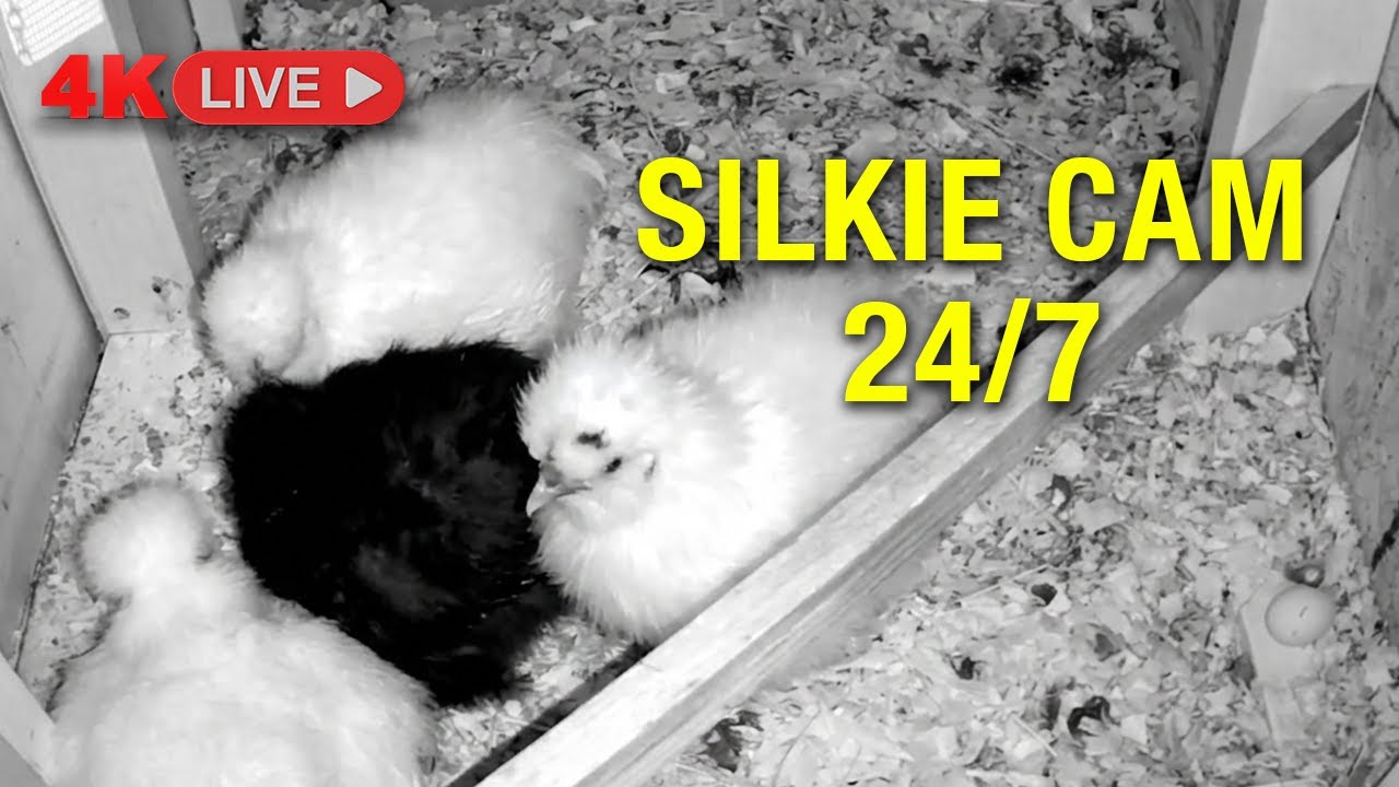 Chicken Coop Night Cam - AMSR Silkie Chickens Sleeping