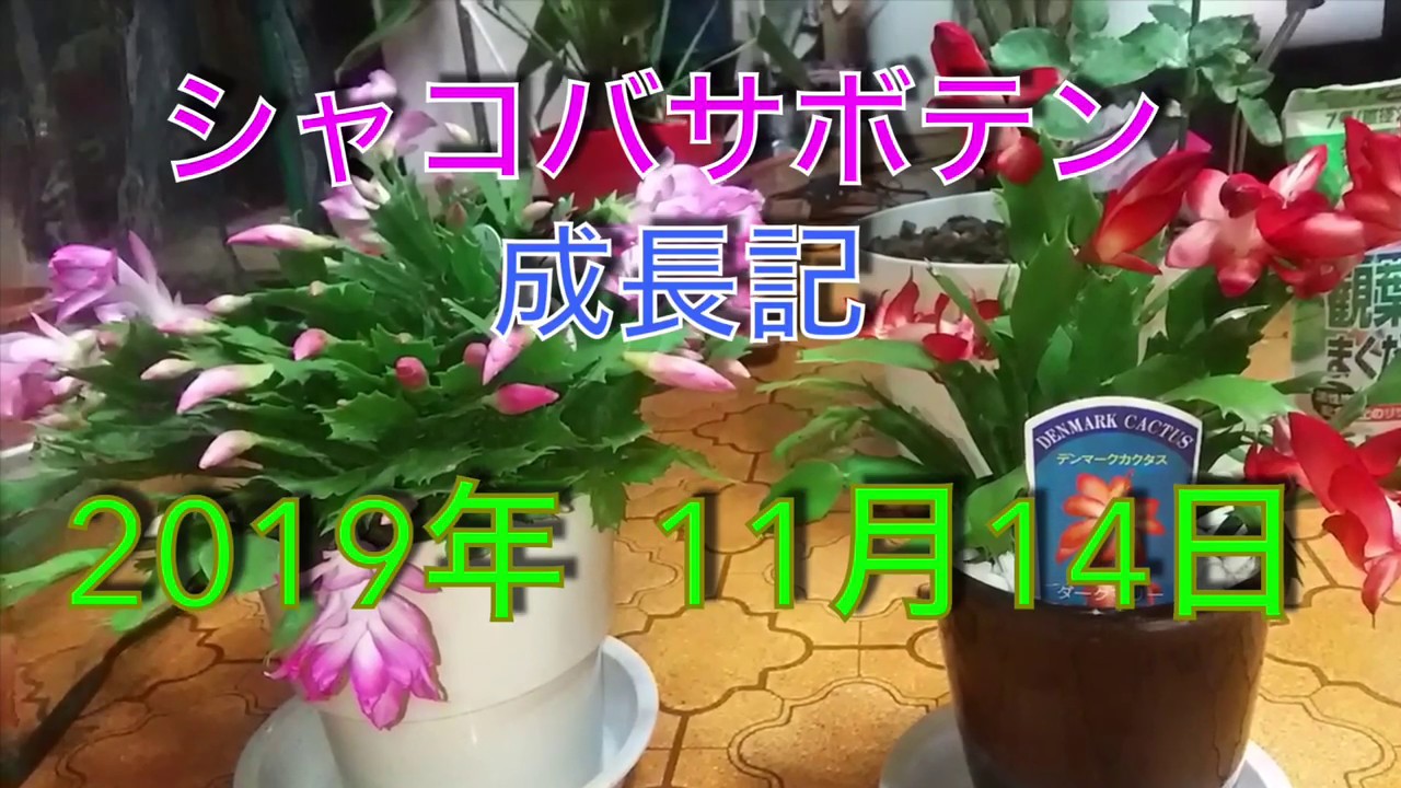 シャコバサボテン 成長記 2019年11月14日 - YouTube