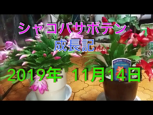 シャコバサボテン 成長記 2019年11月14日 - YouTube