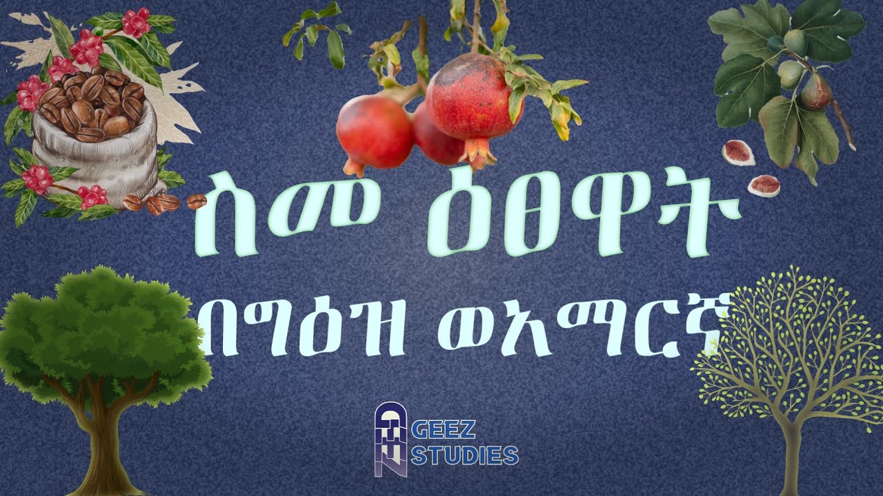 ትልቅ እና መካከለኛ ዛፎች የዕፅዋት ስም በግዕዝና በአማርኛ ከምስል ጋር Ethiopian plants Geez  to Amharic with pictures