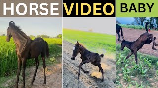 horse video | horse race | horse baby | घोड़े का बच्चा ​⁠sukhi_vlog