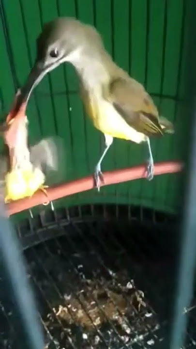 #burung #pijantung loloh anakan #pijantungpisang