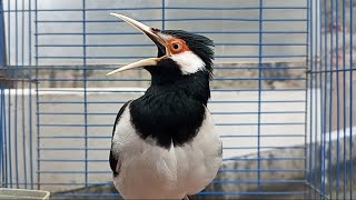 Jalak Suren Gacor Full Isian Mewah Ampuh Buat Pancingan Jalak Suren Muda agar Mompa Gacor Full Isian