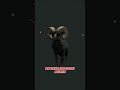 RARE BIGHORN! 😍  | The Hunter: Call of The WILD