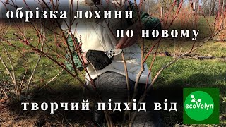 Обрізка лохини по новому (творчий підхід) від #ecovolyn