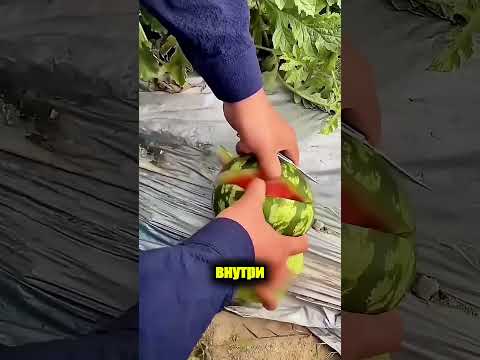 Тайна красной тыквы среди дынь 🍉🎃