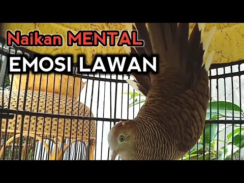 Suara Burung PERKUTUT CROSSING Gacor manggung Ngoar EMOSI Naikan Emosi Lawan.