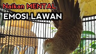 Suara Burung PERKUTUT CROSSING Gacor manggung Ngoar EMOSI Naikan Emosi Lawan.