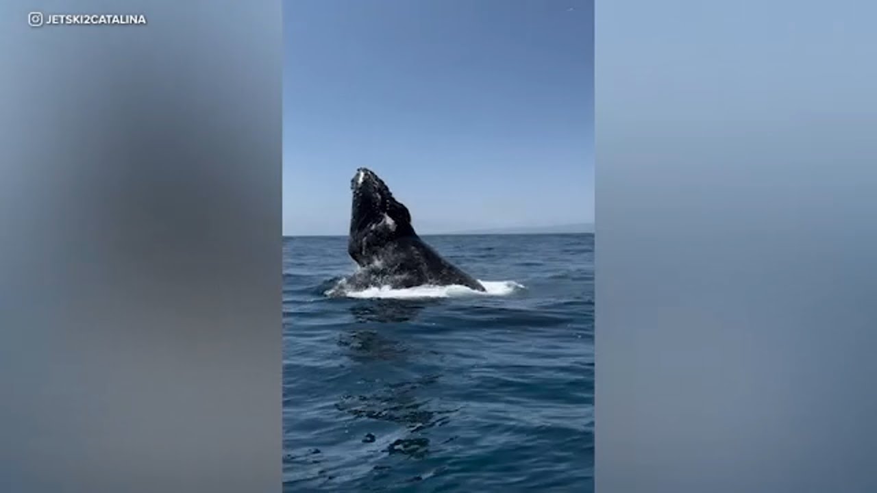 Wow! Whales and pod of dolphins crash tour guide trip to Catalina Island