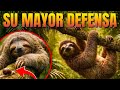 ¿Cómo logra el PEREZOSO sobrevivir siendo el más lento del mundo? | Animales SalvajesHola