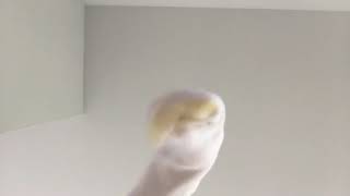 The Muppets Take Manhattan Rizzo The Rat Part 1