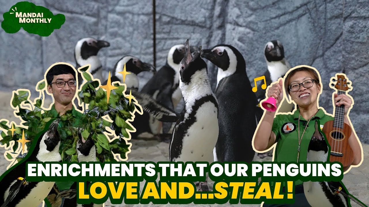 Mandai Monthly - Enrichments that Our Penguins Love and...Steal!