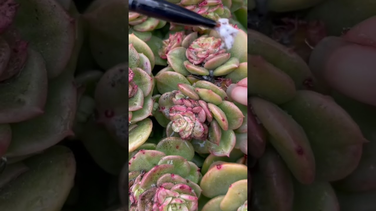 Succulent Maintenance Before Spring Comes