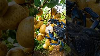 Perfect Removal Of The Longan Fruit By The Beautiful Coconut Crab