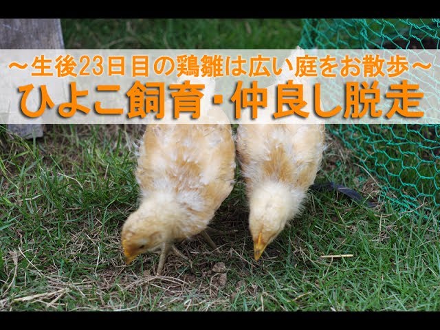 ひよこ飼育20・仲良し脱走～生後23日目のニワトリ雛は広い庭をお散歩