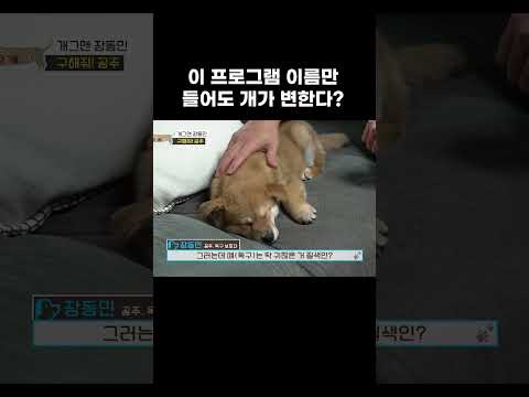 뭘 좀 아는 장동민네 개 #shorts