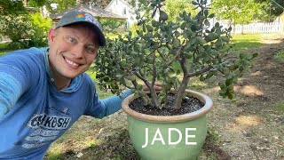 UP-POTTING a JADE Plant to a HUGE Planter